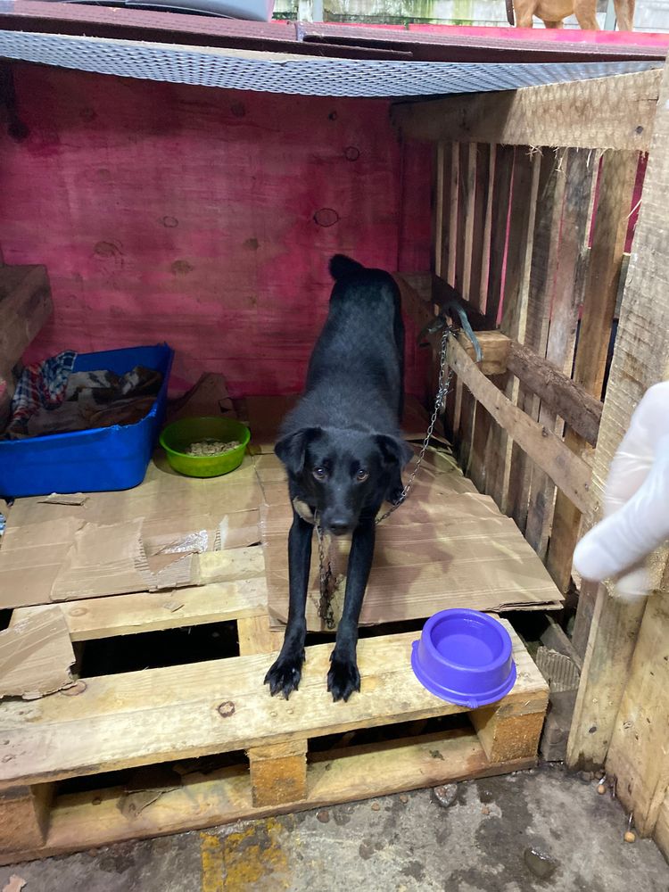 Cão
