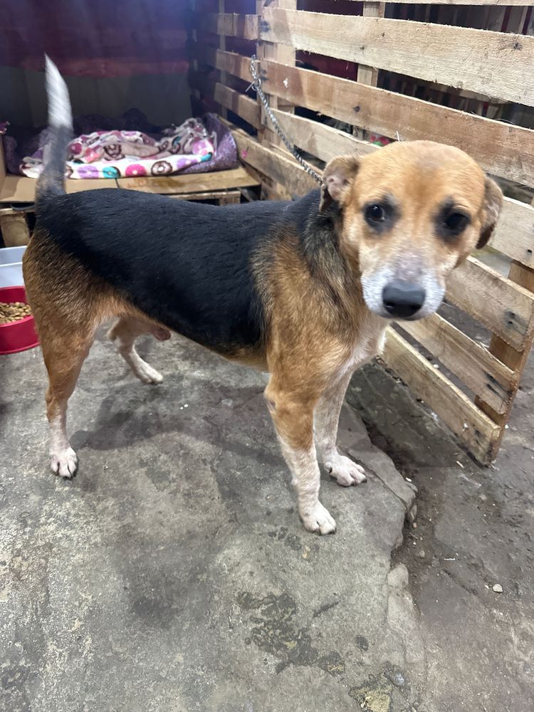 Cão