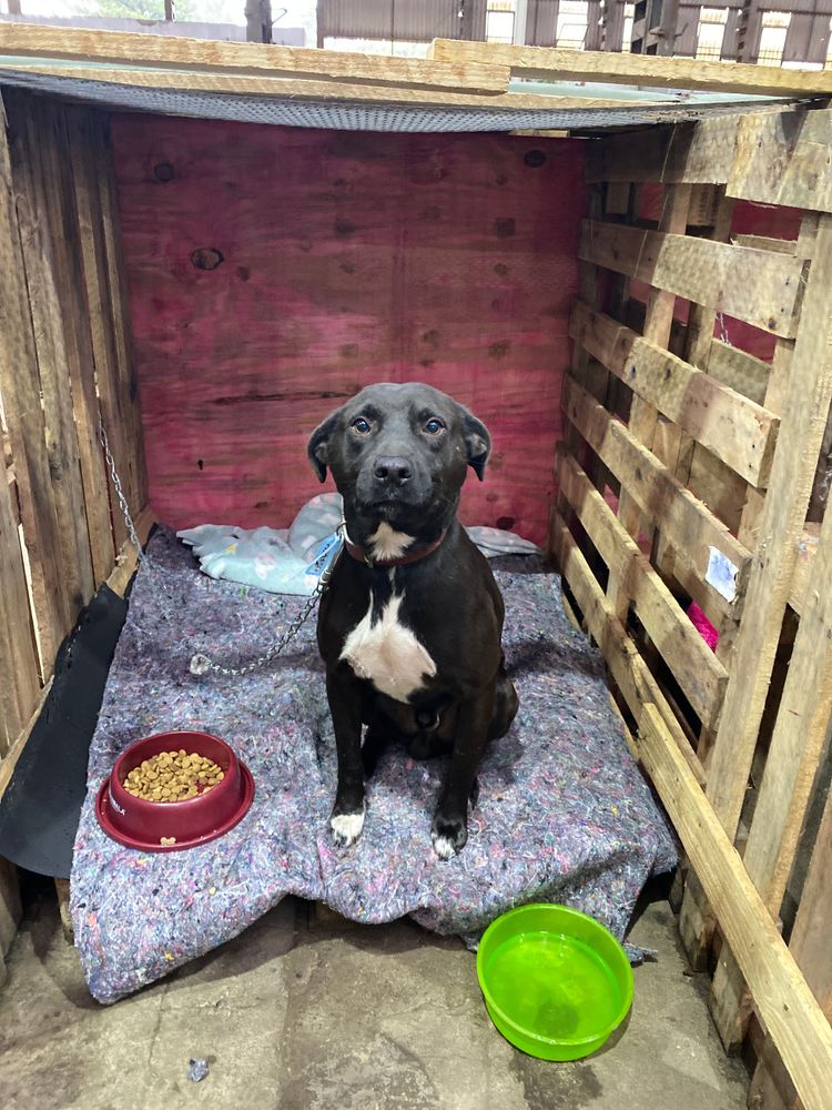 Cão