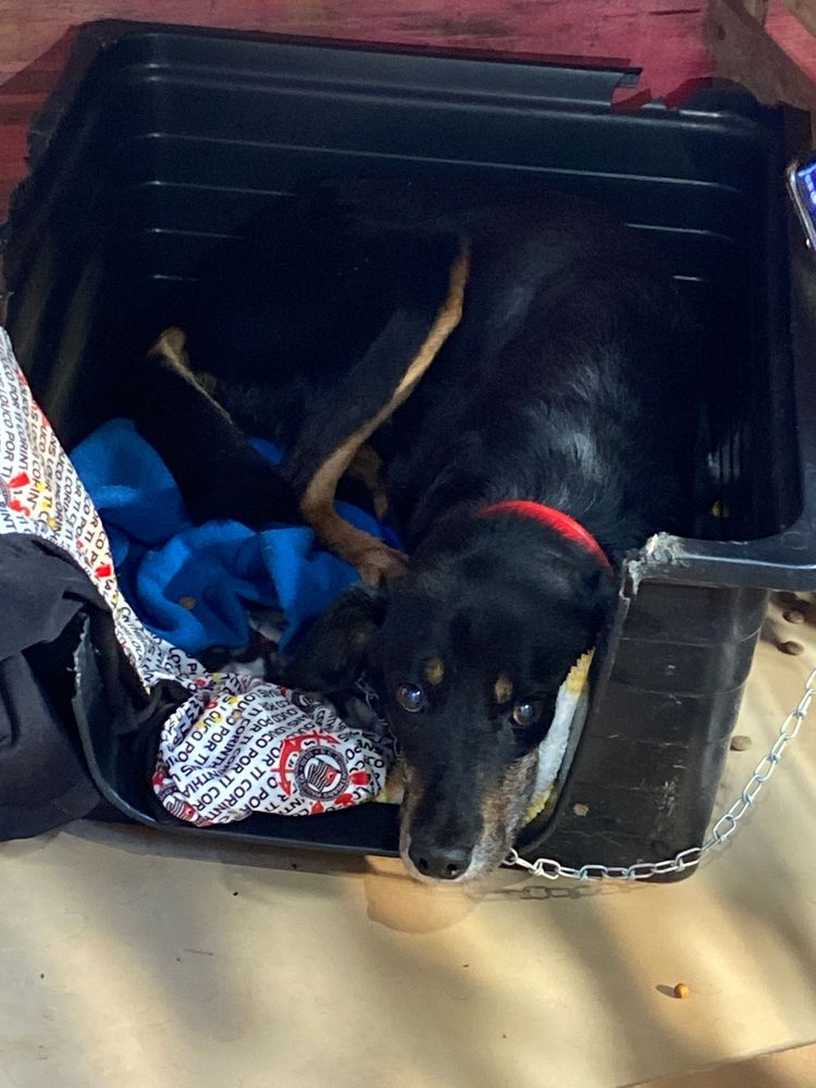 Cão