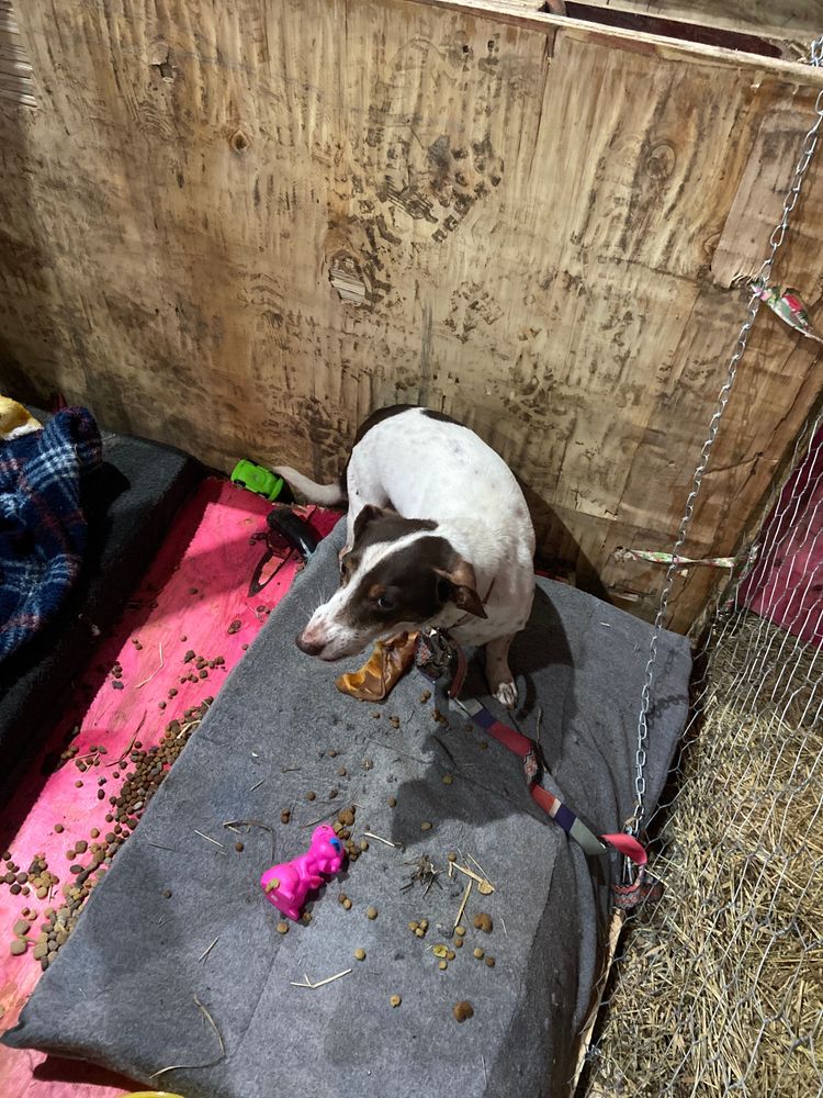 Cão