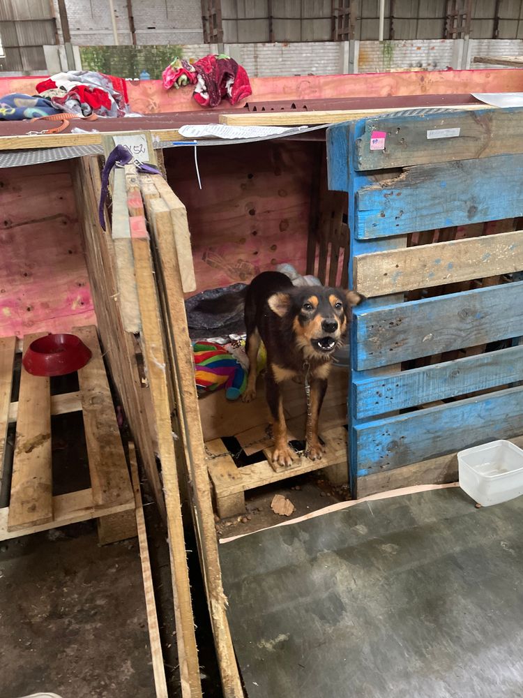 Cão