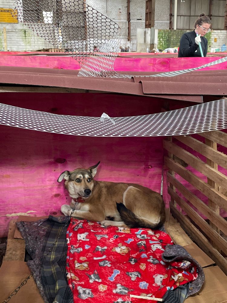 Cão