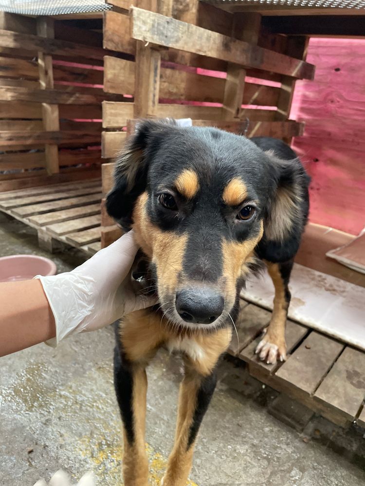 Cão