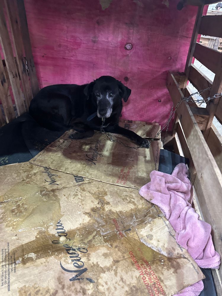 Cão