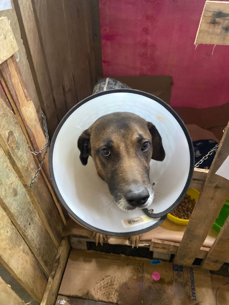 Cão