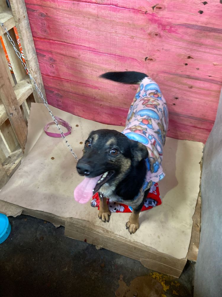 Cão