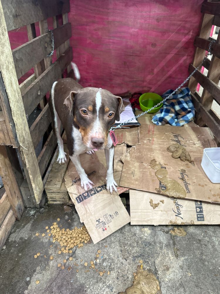 Cão