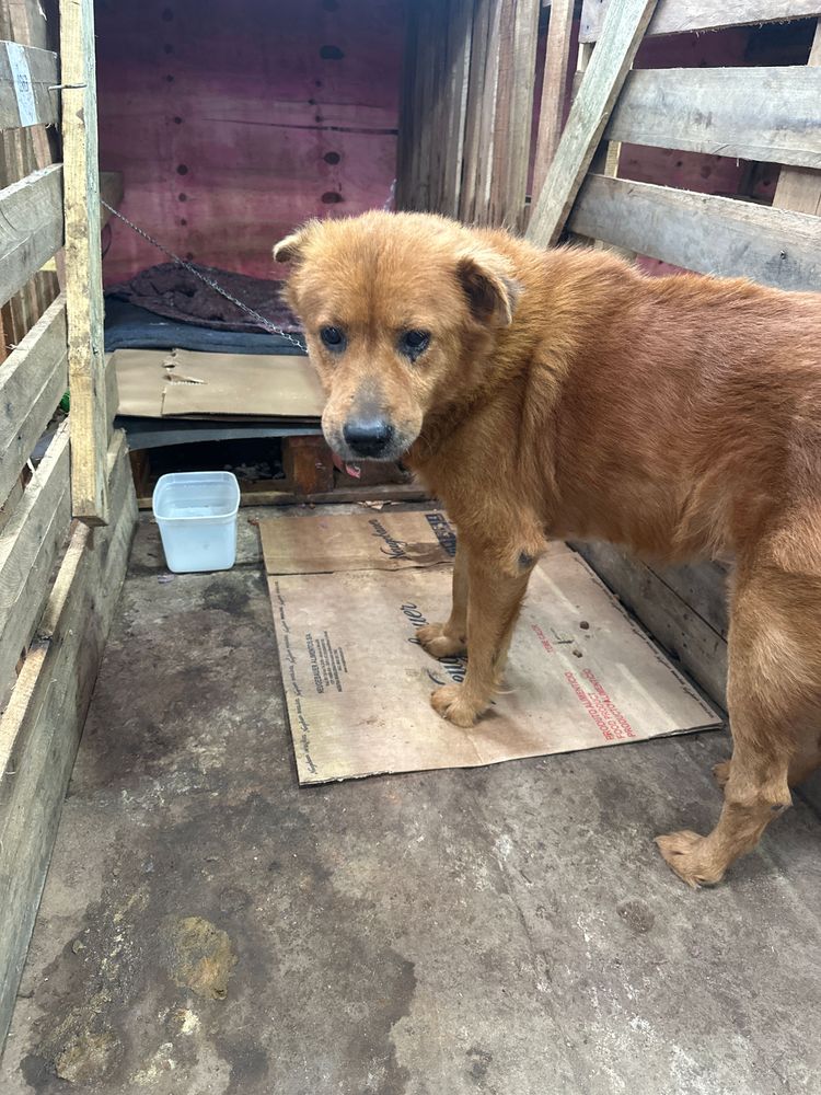 Cão
