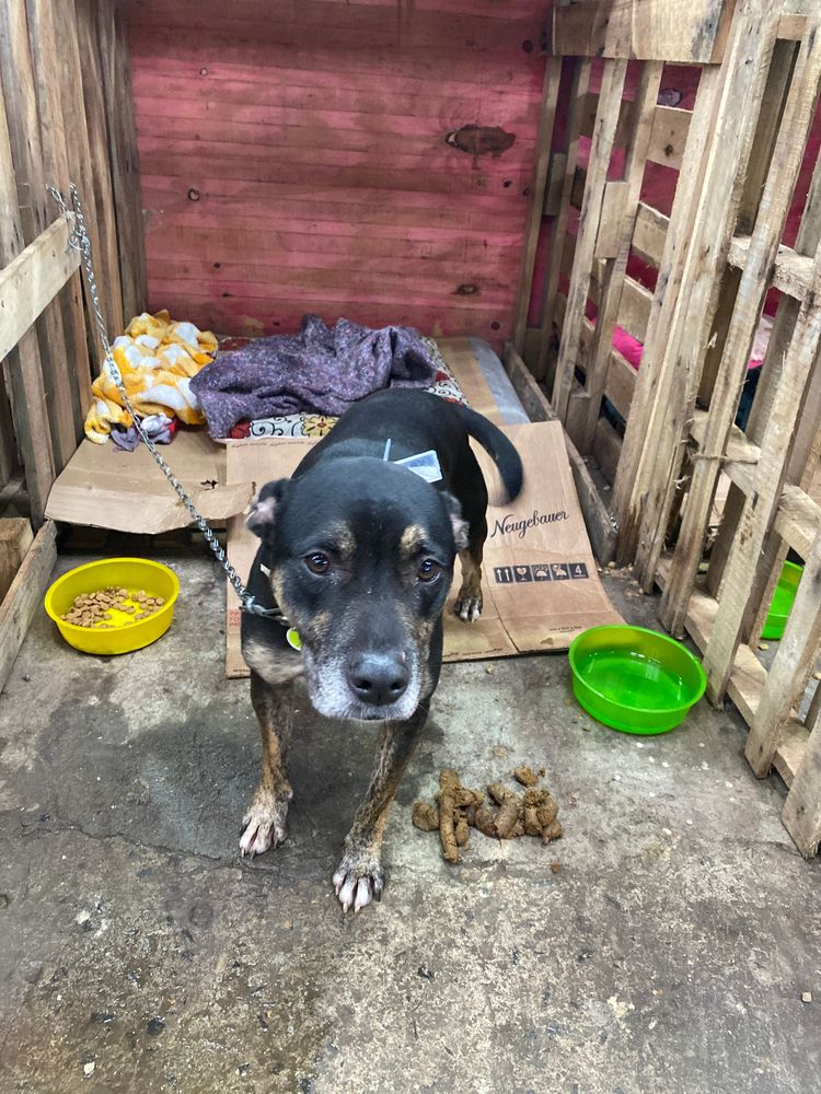 Cão