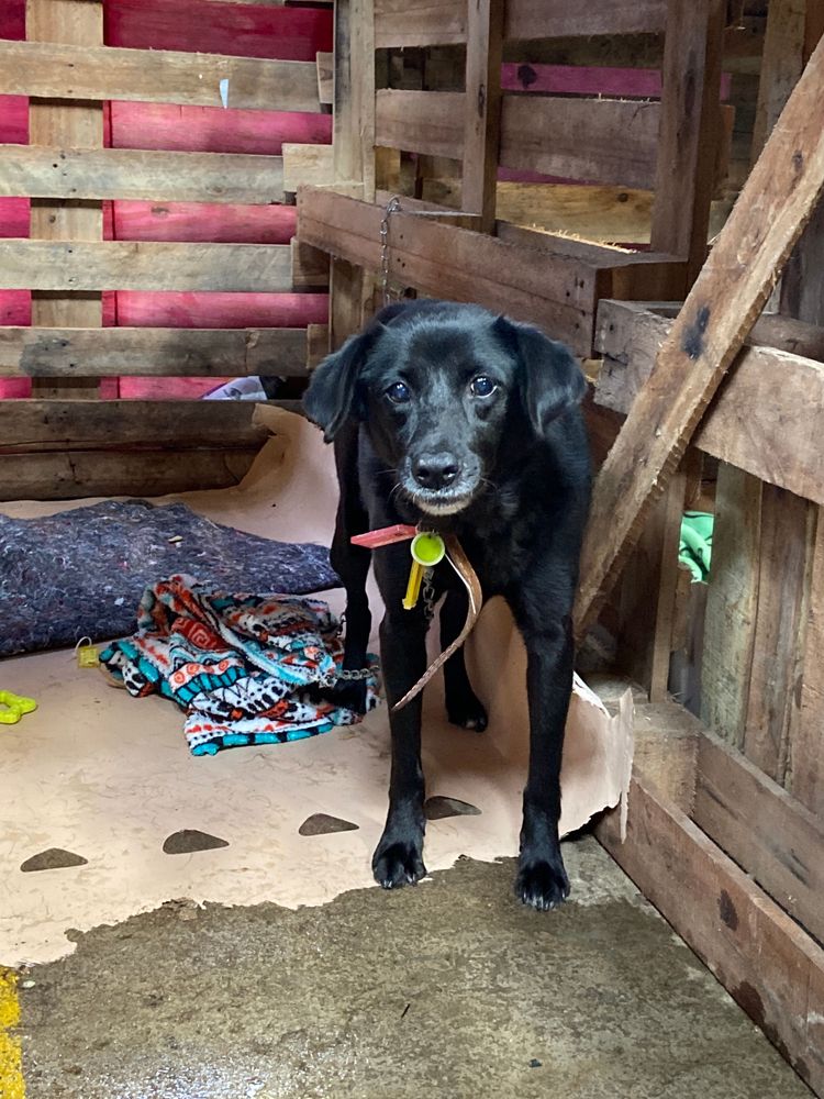 Cão