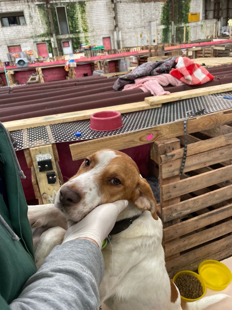 Cão