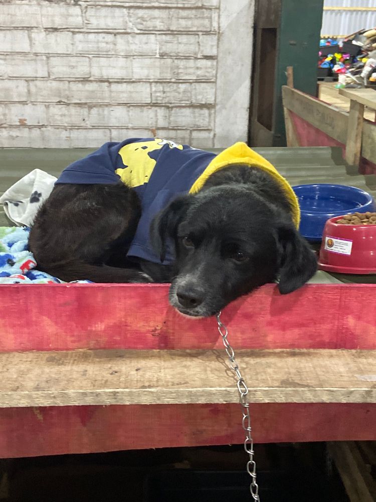 Cão
