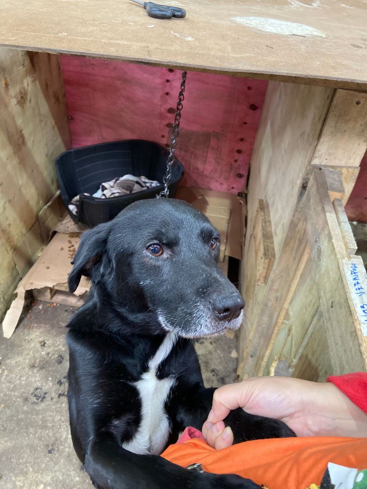 Cão