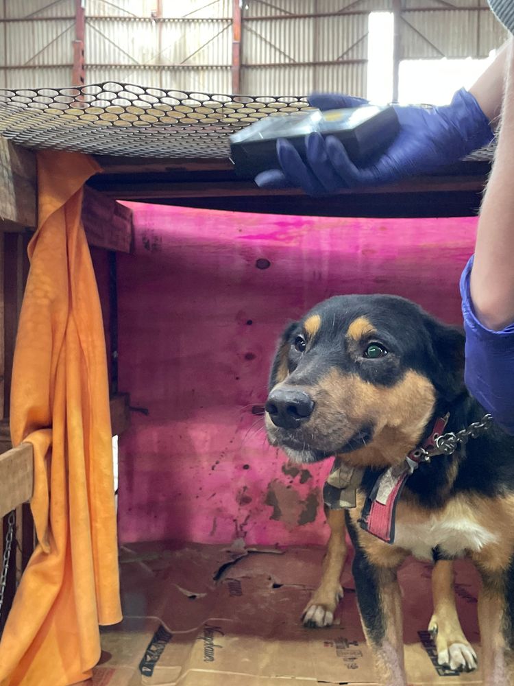 Cão