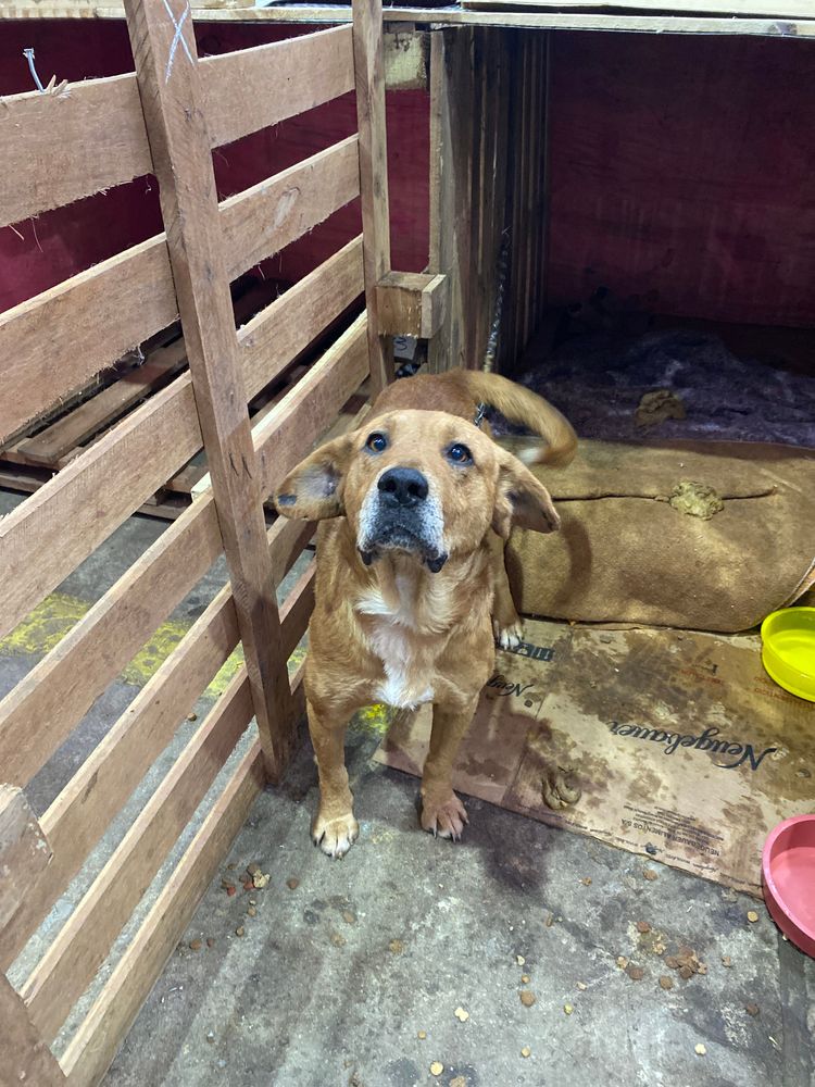 Cão