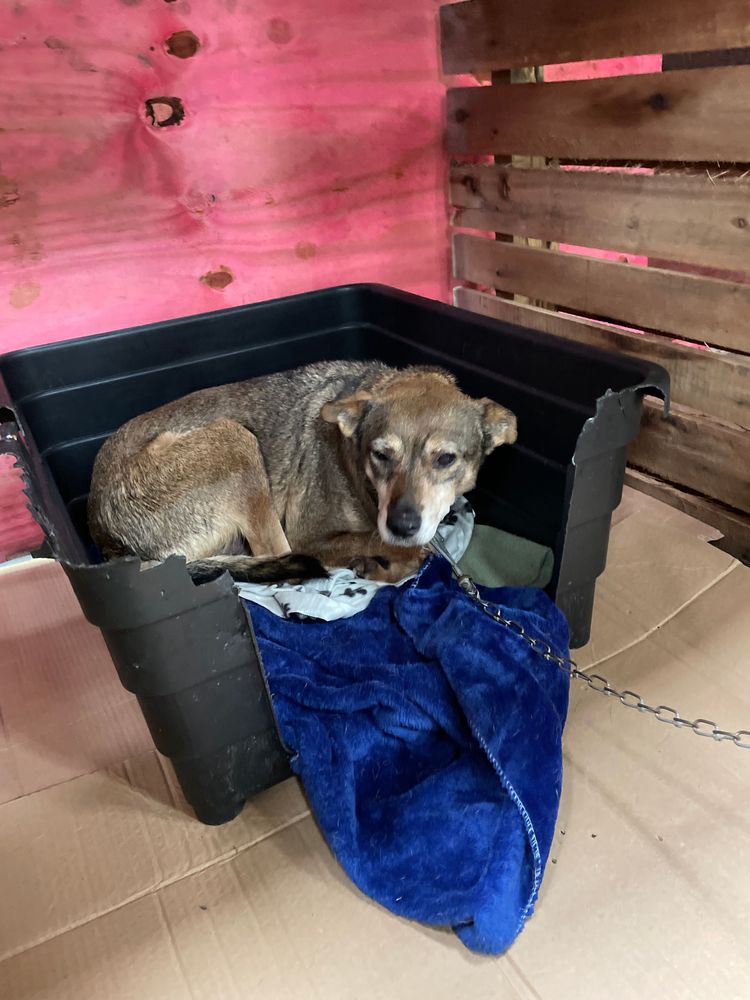Cão