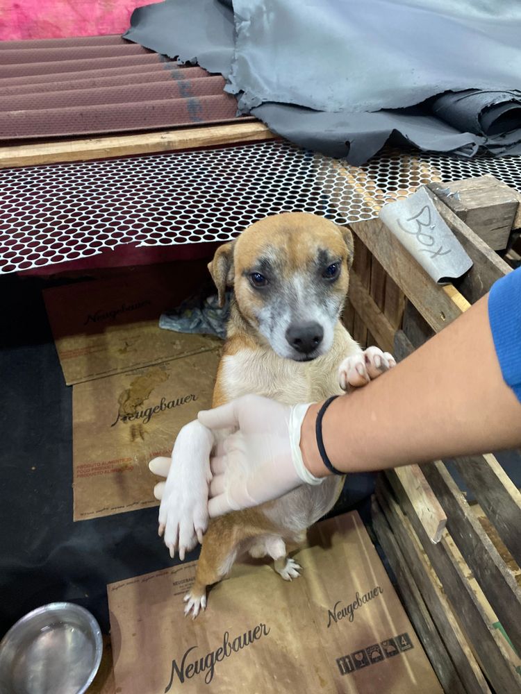 Cão