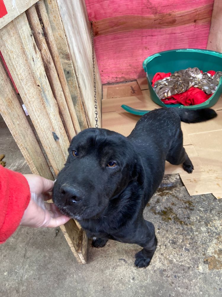 Cão