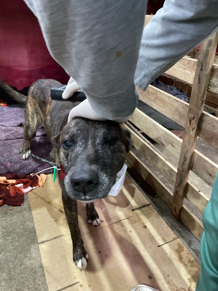 Cão