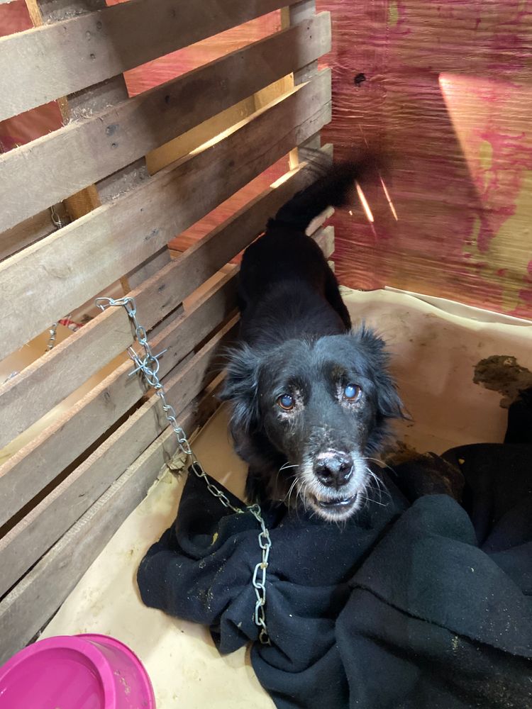 Cão