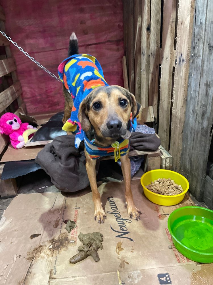 Cão