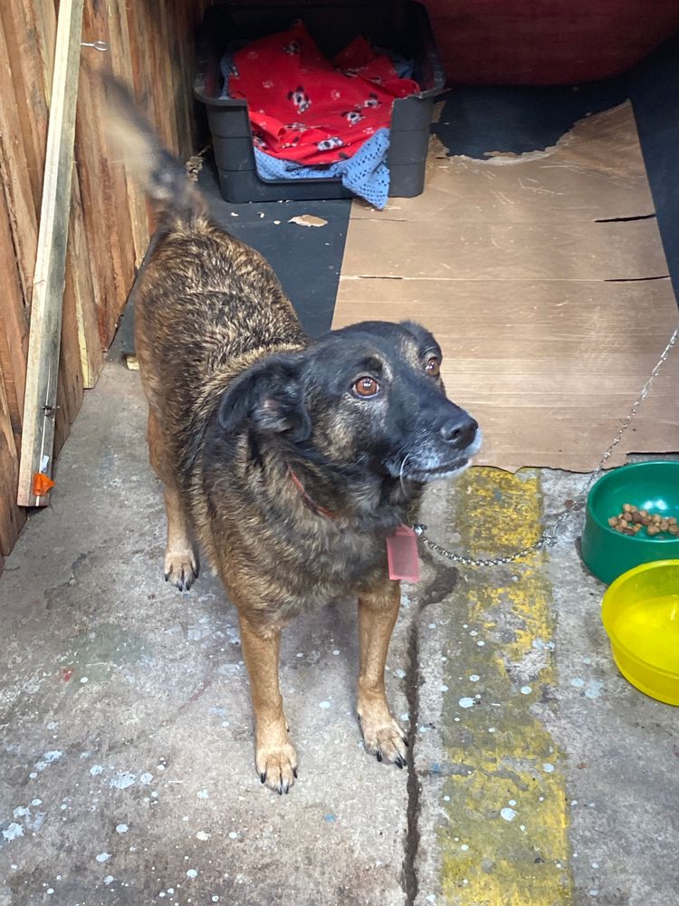 Cão
