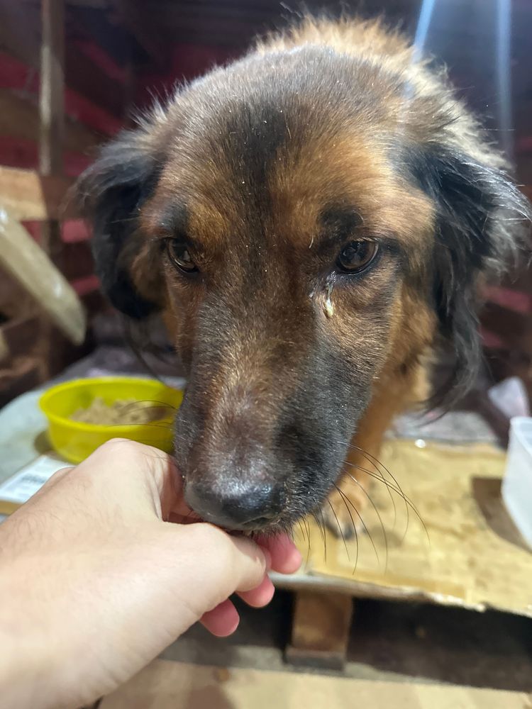 Cão
