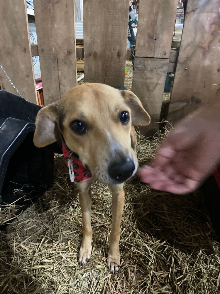 Cão