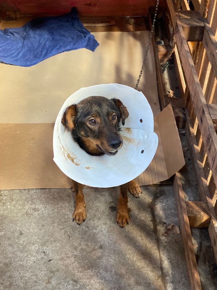 Cão