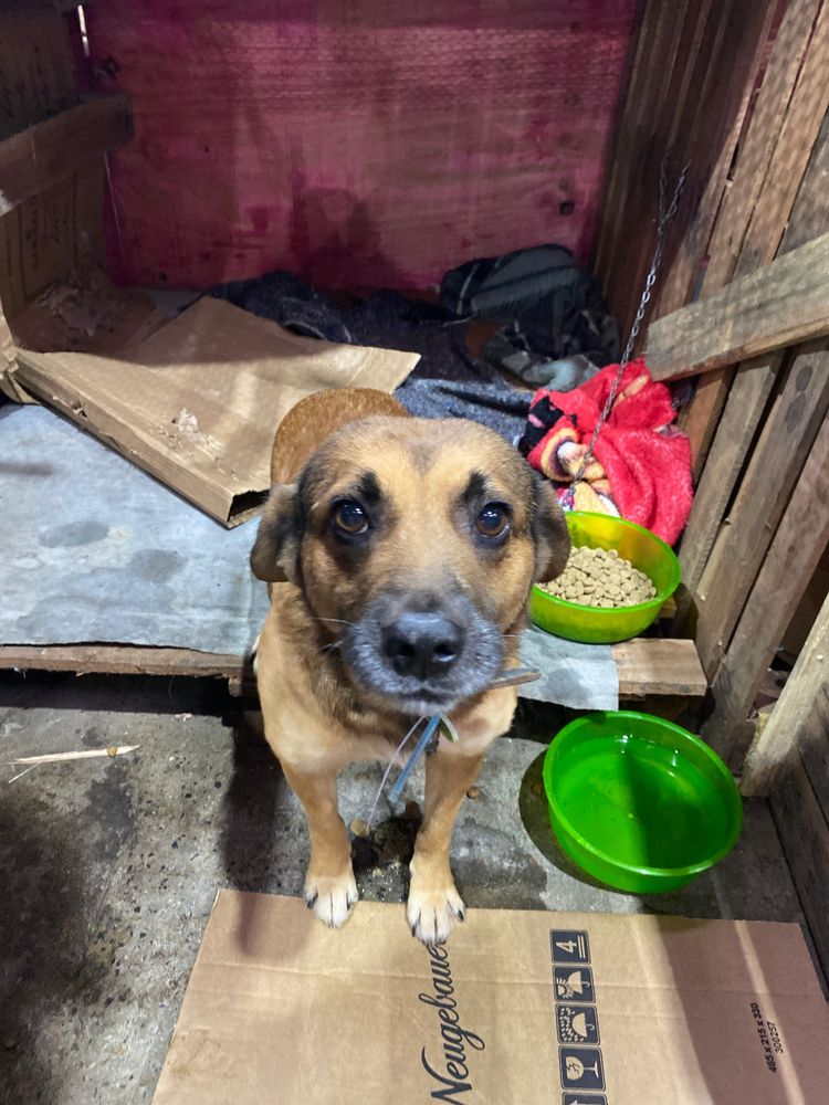 Cão