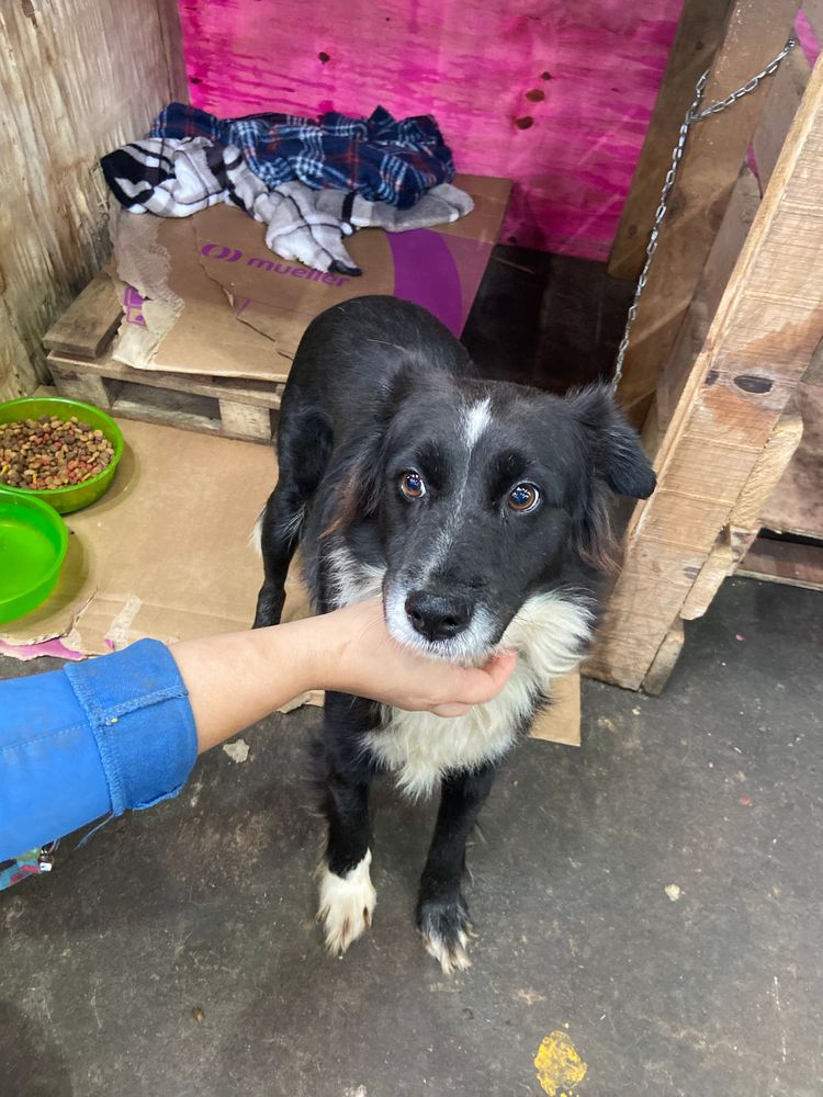Cão