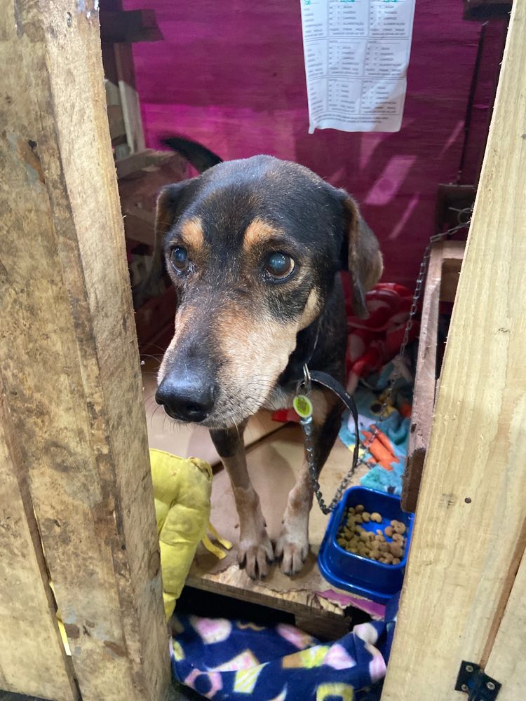 Cão