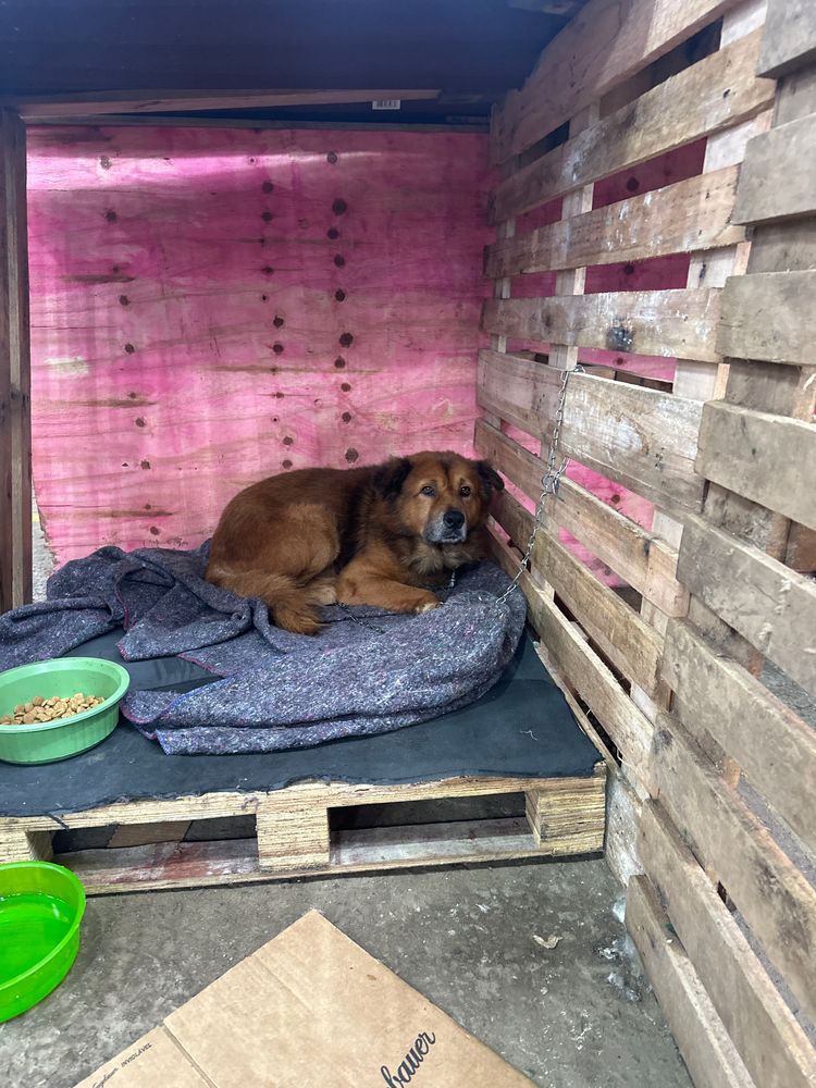 Cão