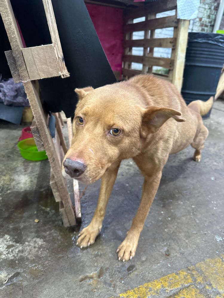 Cão