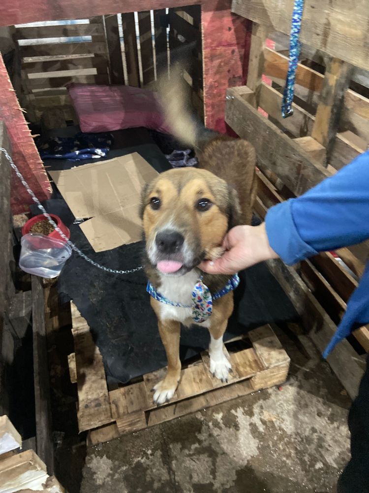 Cão