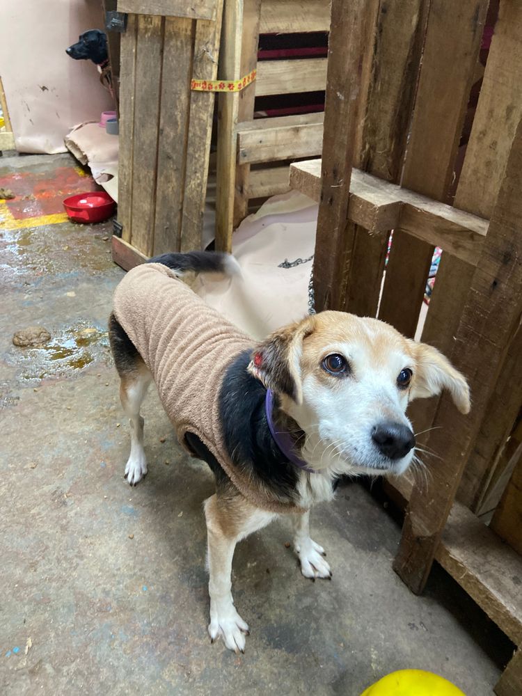 Cão