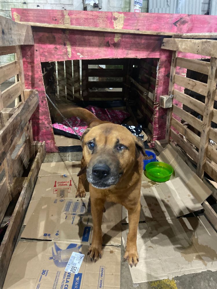 Cão