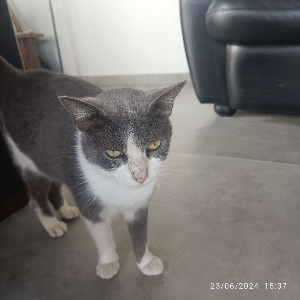 Gato