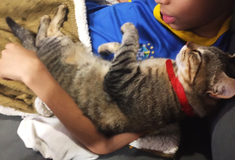 Gato