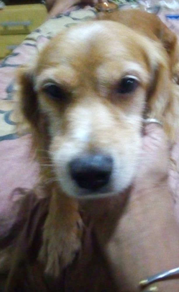 Scoob ou rei leao