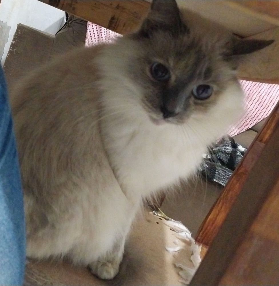 Mimi