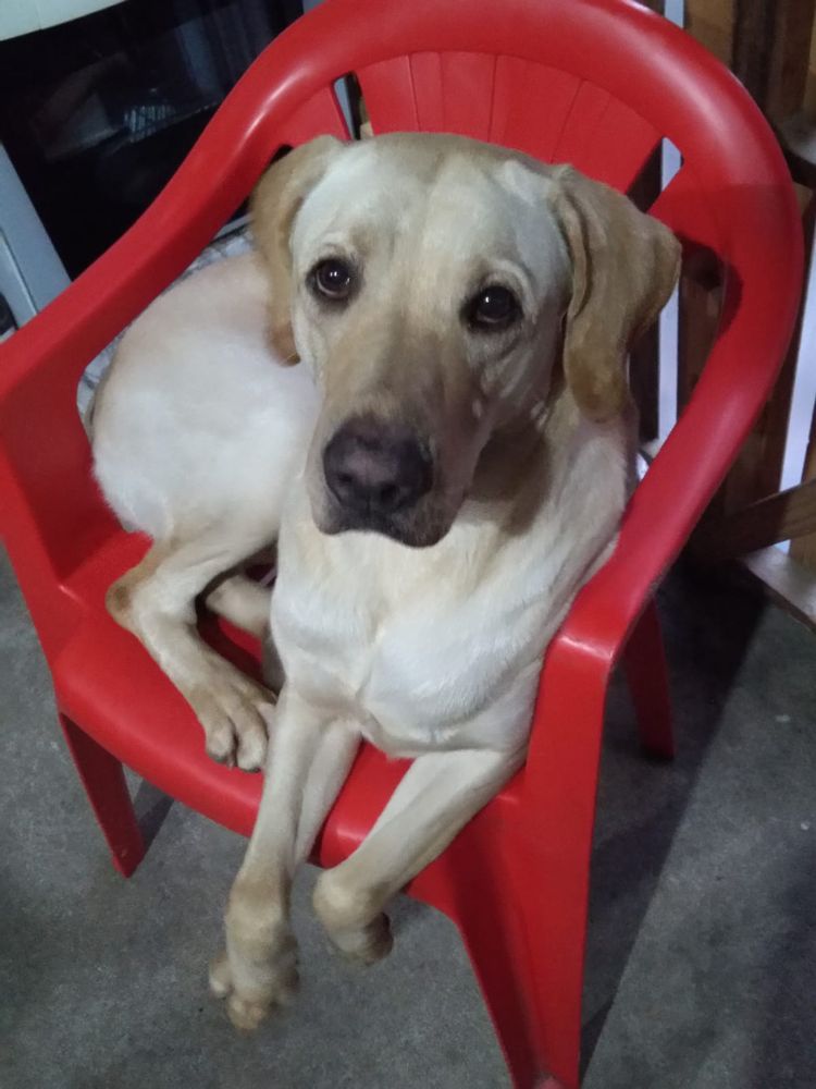 Nala