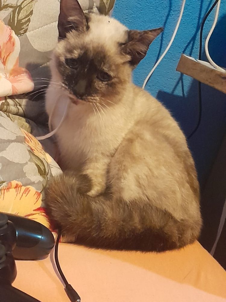 Mitz
