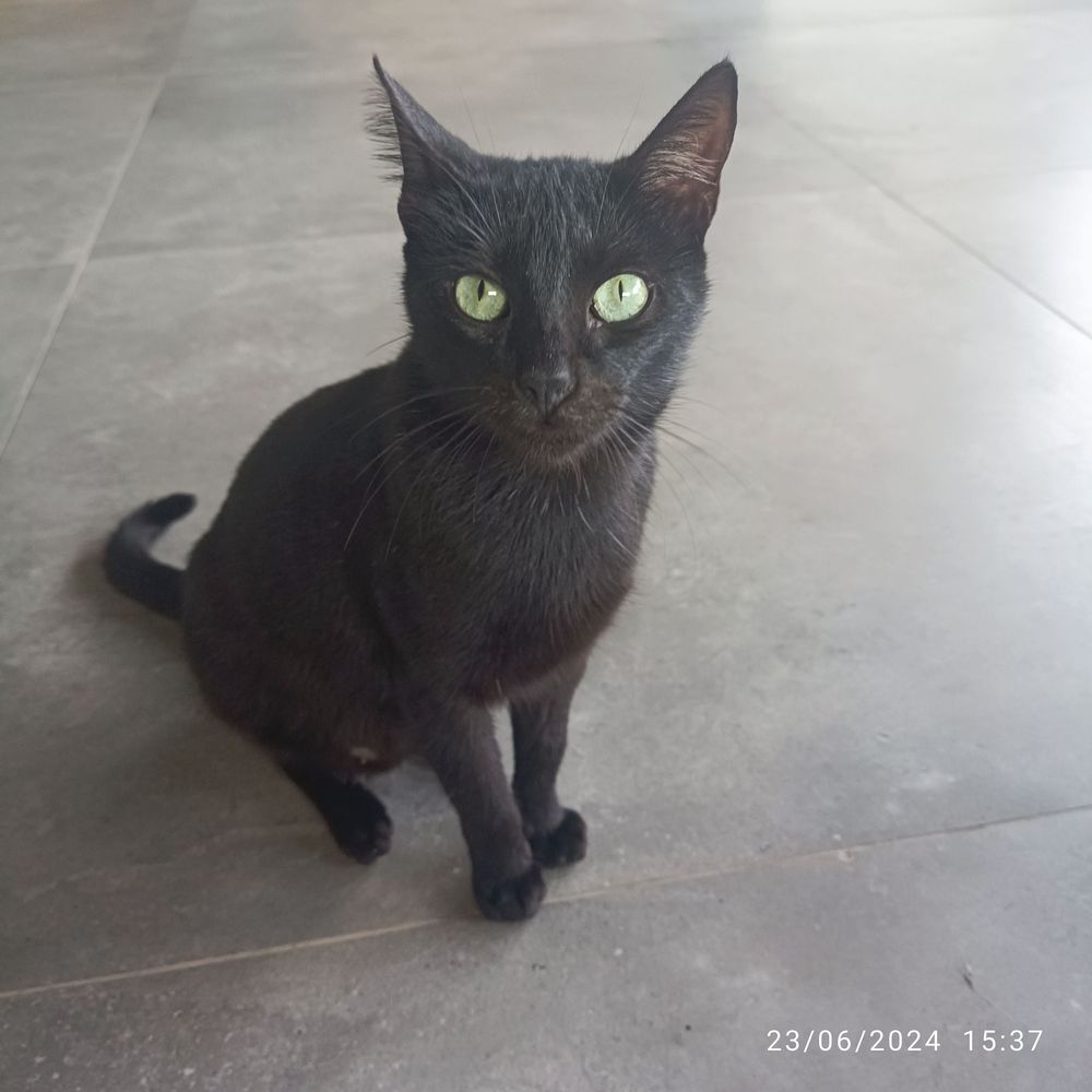 Gato