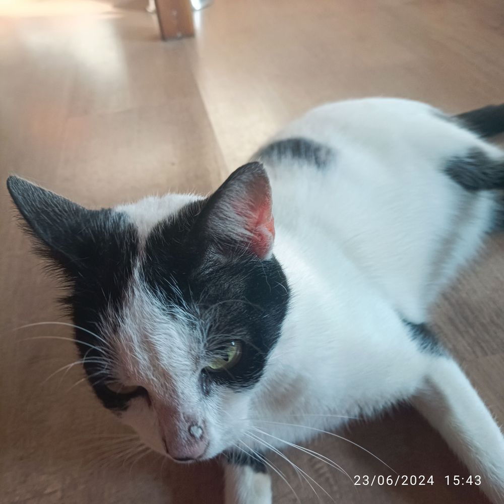 Gato