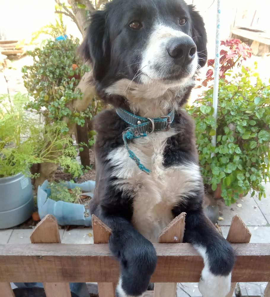 Mika