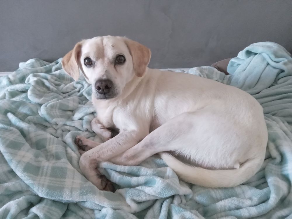 Cão