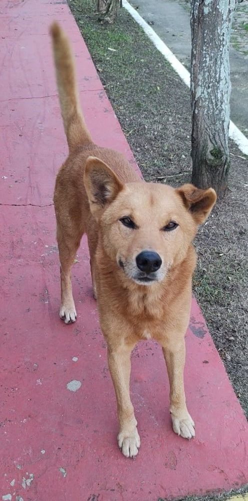 Cão