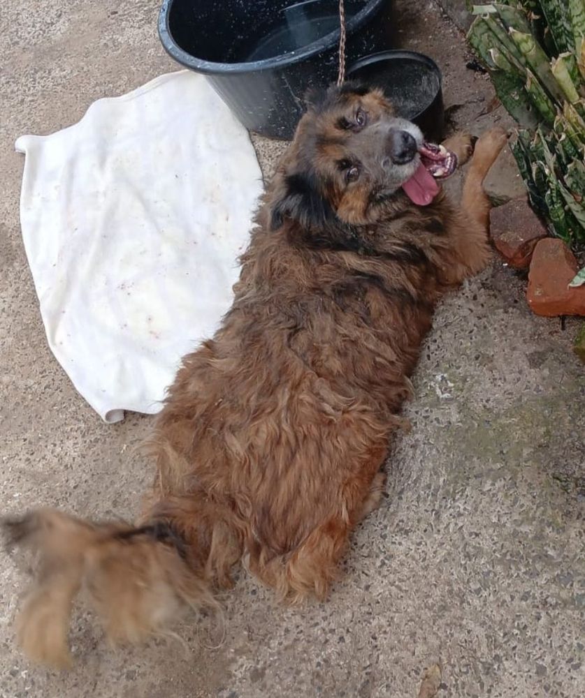Cão
